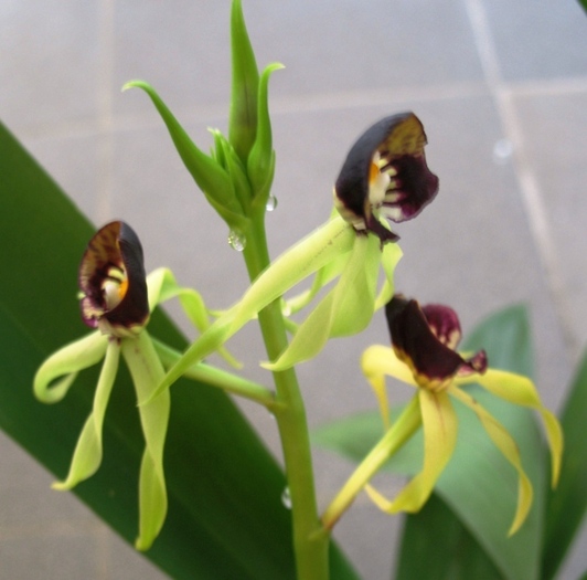 Encyclia