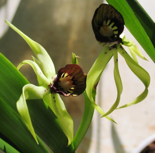 Encyclia-1 - Orhidee