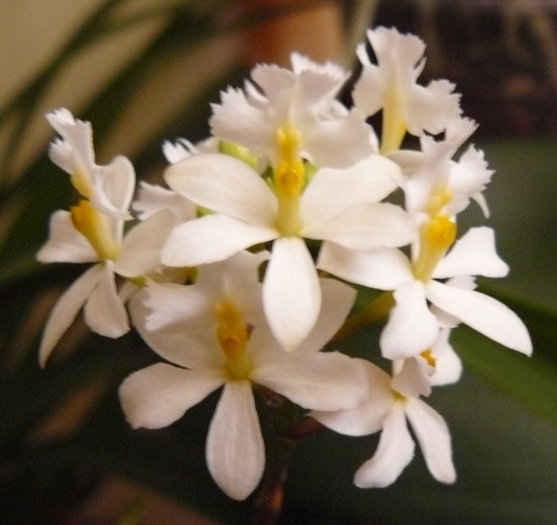 Epidendrum alb - Orhidee