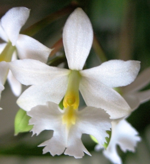 Epidendrum alb-1 - Orhidee