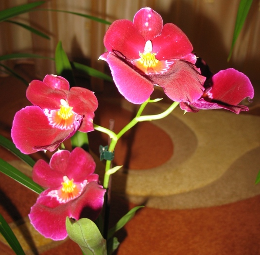 Miltonia - Orhidee