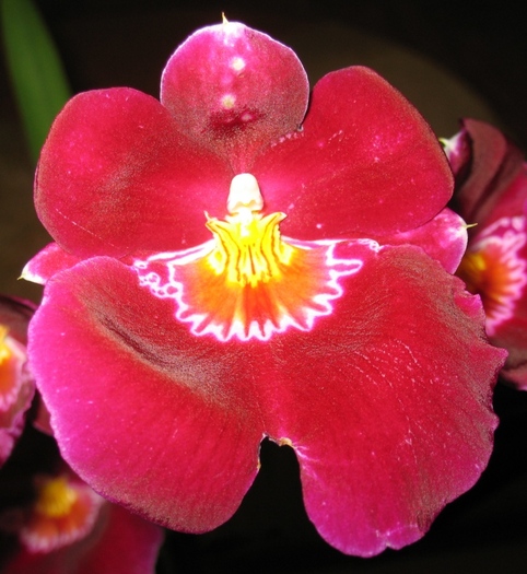 Miltonia-1 - Orhidee