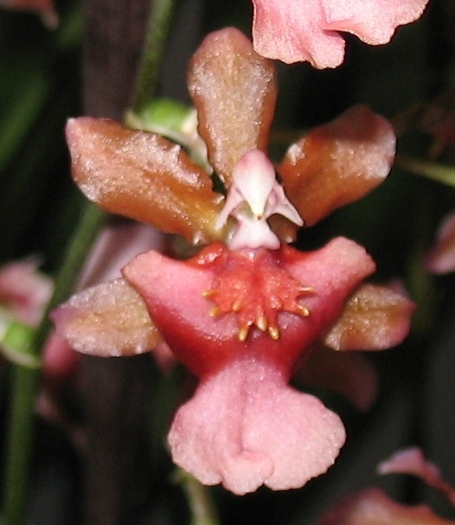 Miltonidium rosey sunset-1 - Orhidee