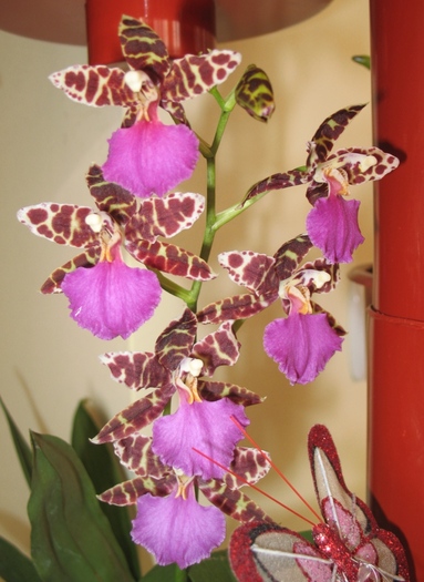 Odontoglossum Violetta von Holm - Orhidee