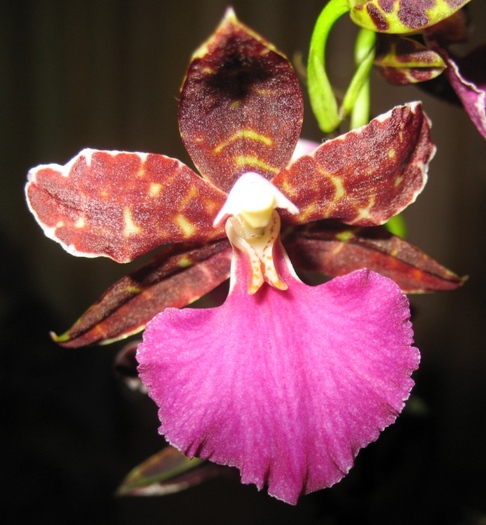 Odontoglossum Violetta von Holm-1 - Orhidee