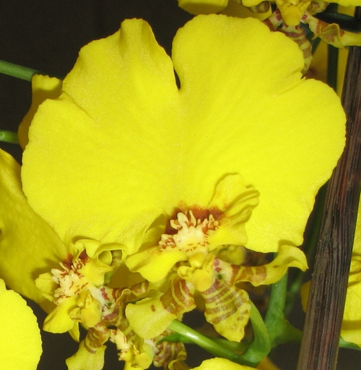Oncidium-1 - Orhidee