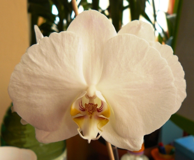 Phalaenopsis  alb Miruna-1