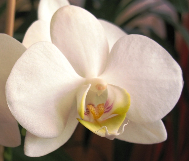 Phalaenopsis alb-1