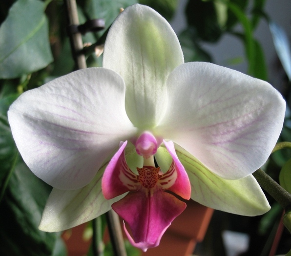 Phalaenopsis alb cu ciclam-1