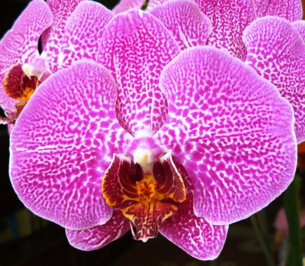 Phalaenopsis ciclam tigrat-1 - Orhidee