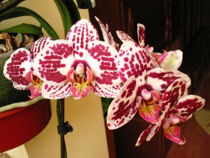 Phalaenopsis cu buline visinii - Orhidee