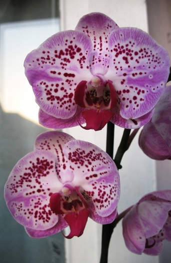 Phalaenopsis cu ochisori - Orhidee