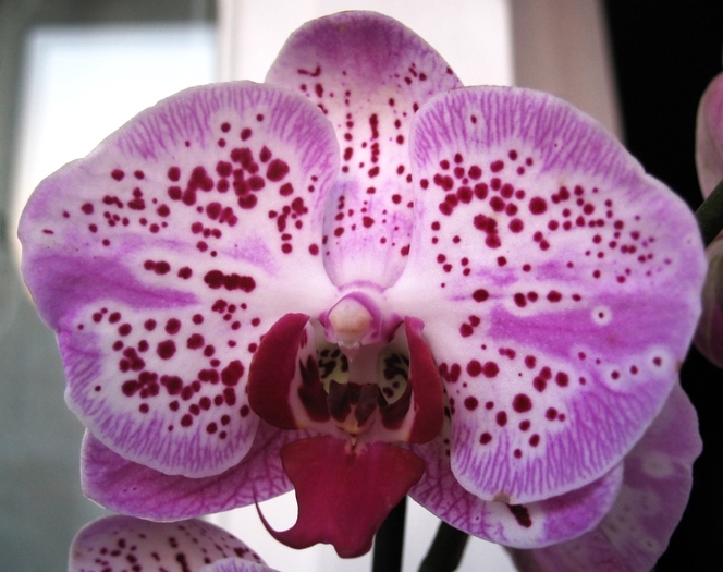 Phalaenopsis cu ochisori-1 - Orhidee