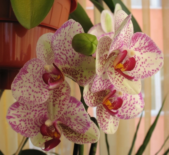 Phalaenopsis cu stelute ciclam