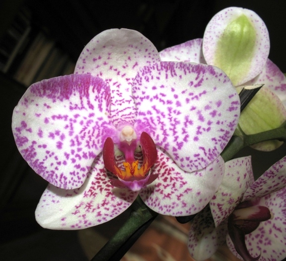 Phalaenopsis cu stelute ciclam-1