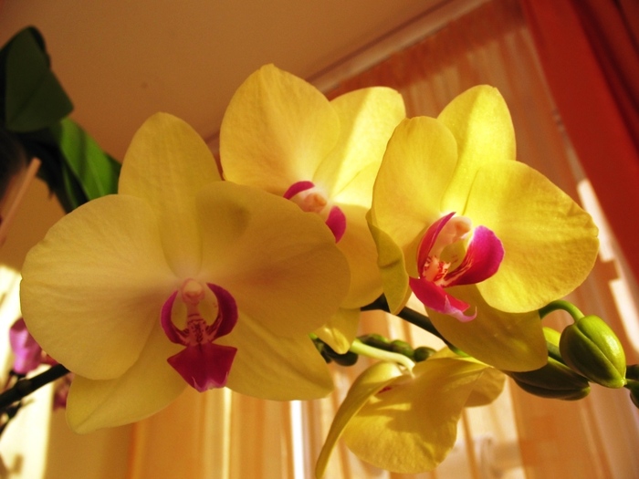 Phalaenopsis galben cu ciclam