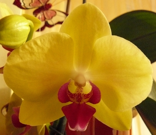 Phalaenopsis galben cu ciclam-1
