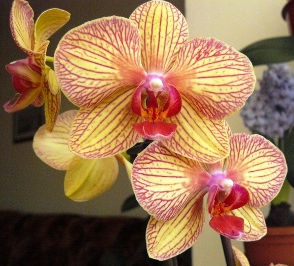Phalaenopsis galben cu rosu