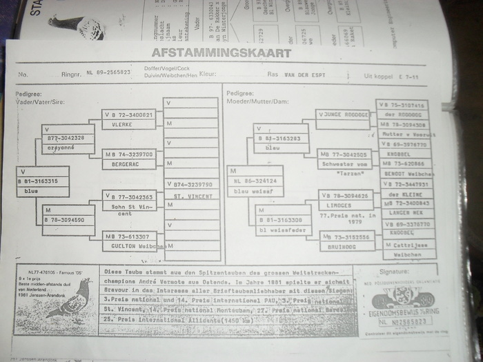 SDC15596 - pedigree