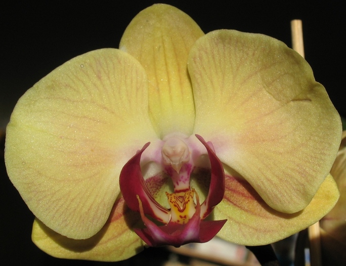Phalaenopsis galben inchis cu ciclam