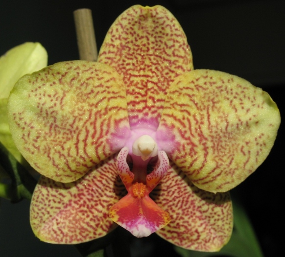 Phalaenopsis galben pestrita-1