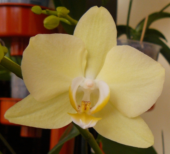 Phalaenopsis galben-vernil-1