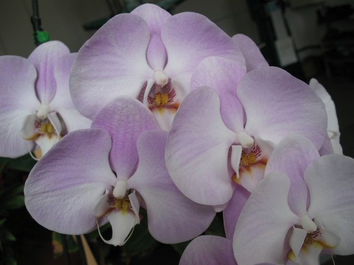 Phalaenopsis maxi