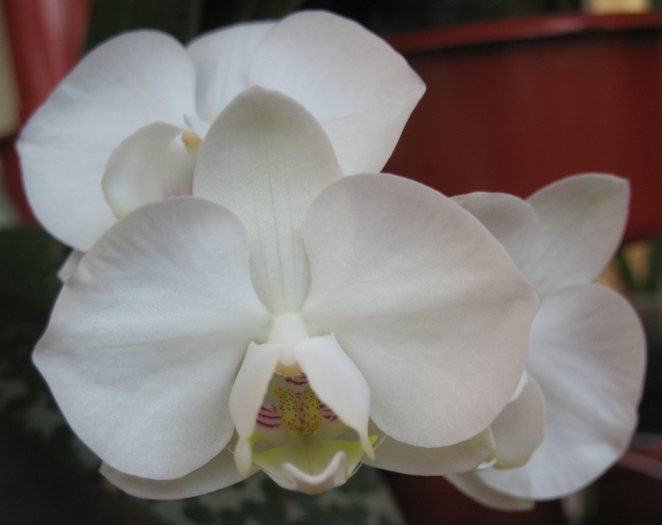 Phalaenopsis midi alb