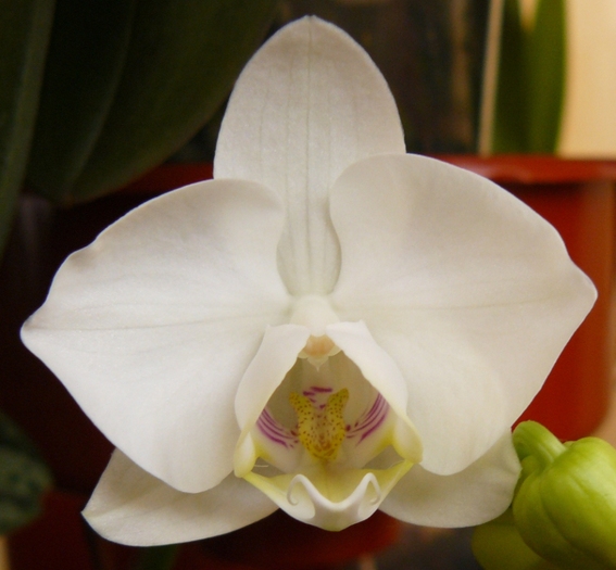 Phalaenopsis midi alb-1 - Orhidee
