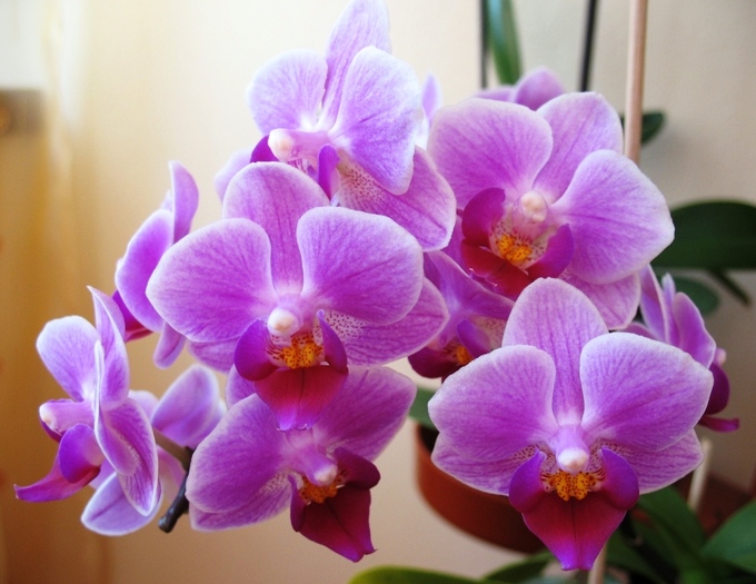 Phalaenopsis midi roz