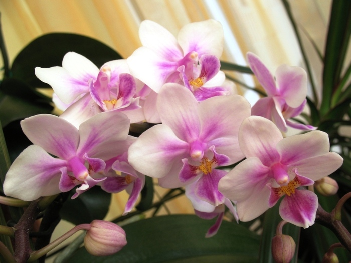 Phalaenopsis mini alb