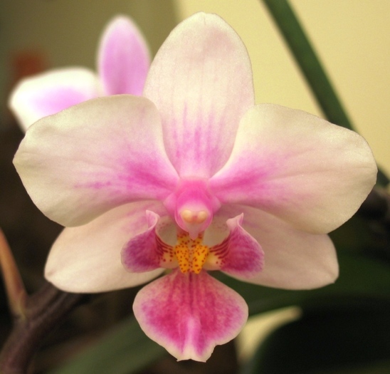 Phalaenopsis mini alb-1 - Orhidee