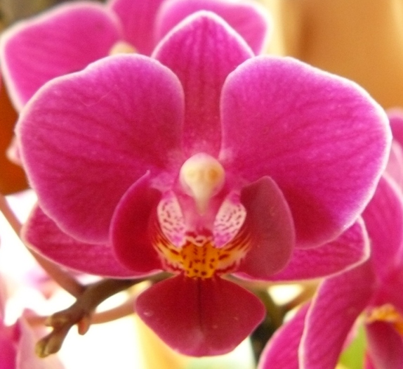 Phalaenopsis mini ciclam-1