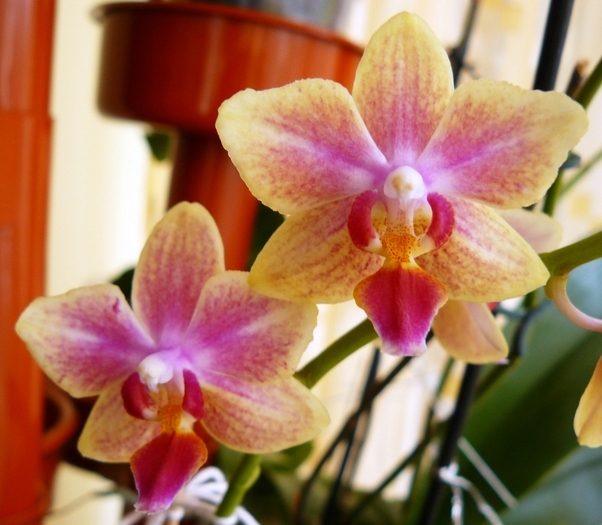 Phalaenopsis mini galben