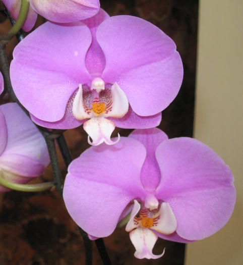 Phalaenopsis mov cu alb