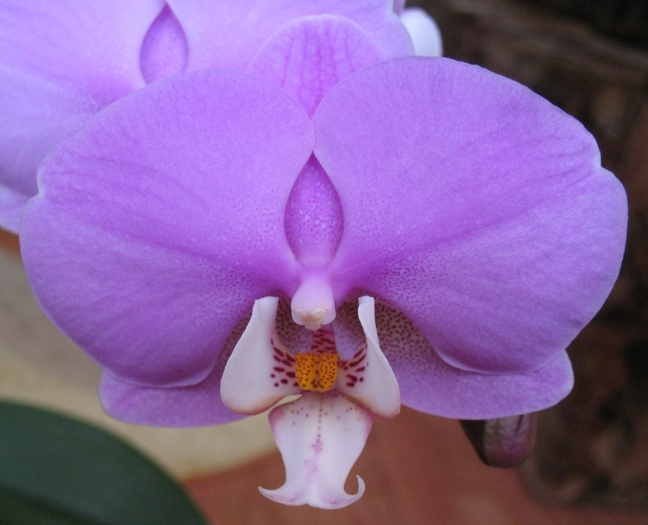 Phalaenopsis mov cu alb-1