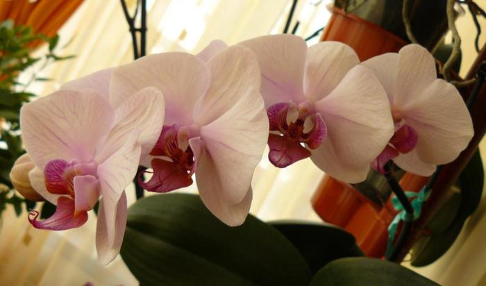 Phalaenopsis Movulica
