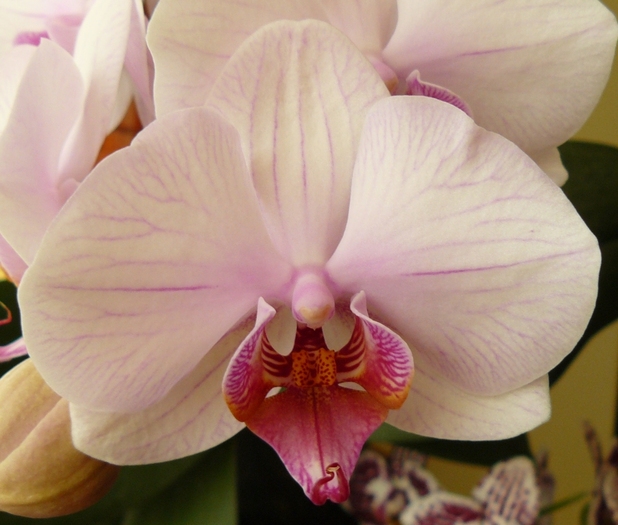 Phalaenopsis Movulica-1