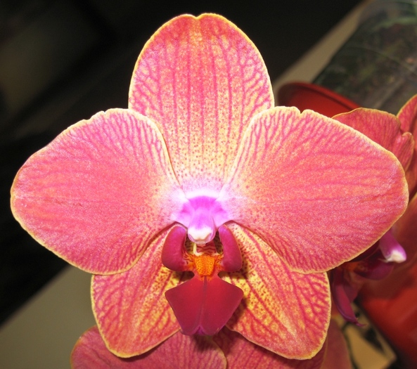 Phalaenopsis portocaliu-1 - Orhidee