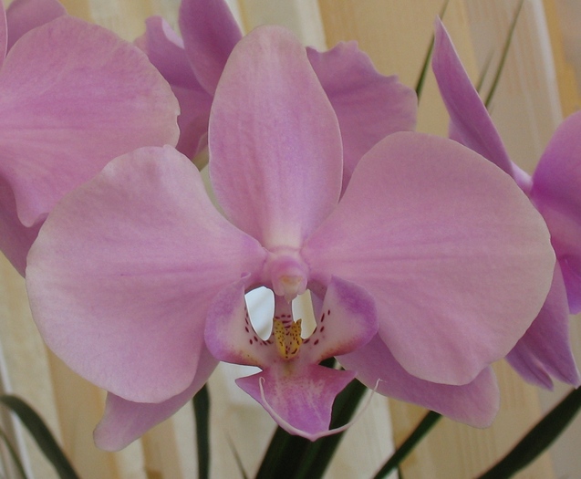 Phalaenopsis roz-1