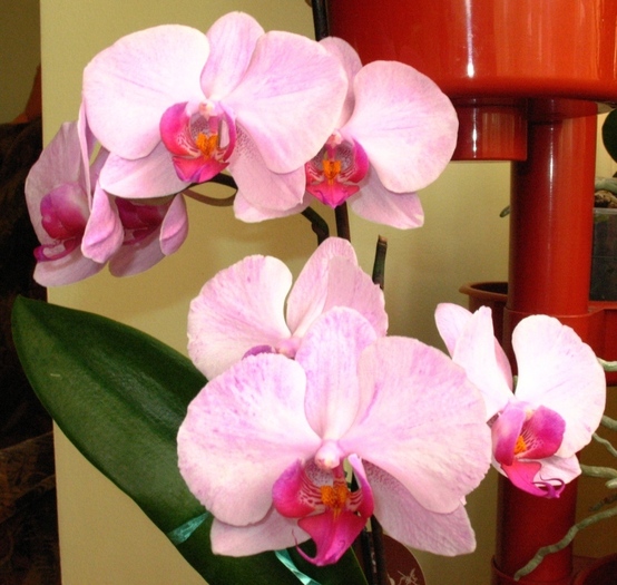 Phalaenopsis roz cu ciclam