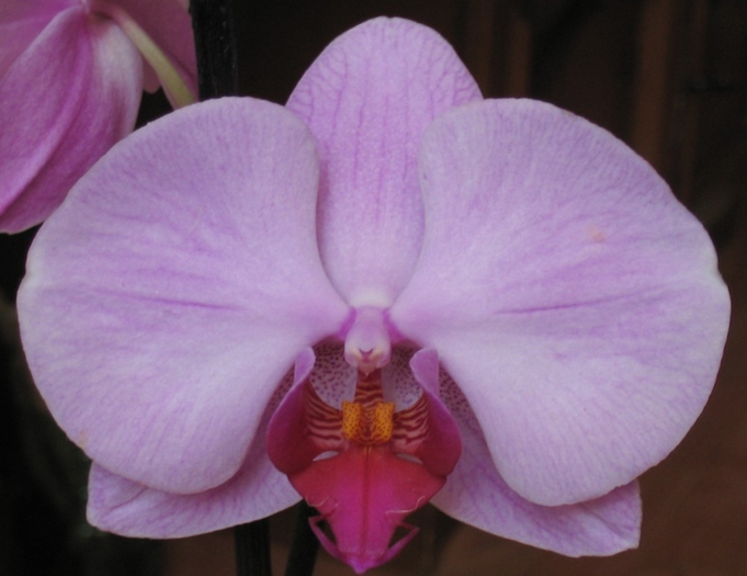 Phalaenopsis roz cu ciclam-1