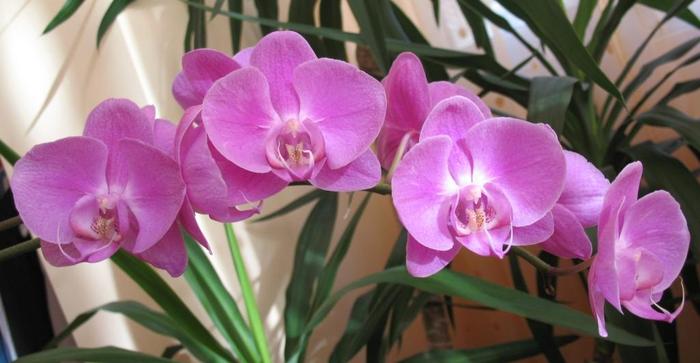 Phalaenopsis roz Kati