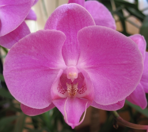 Phalaenopsis roz Kati-1