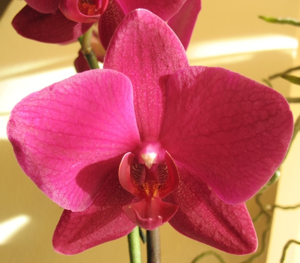 Phalaenopsis visiniu-1
