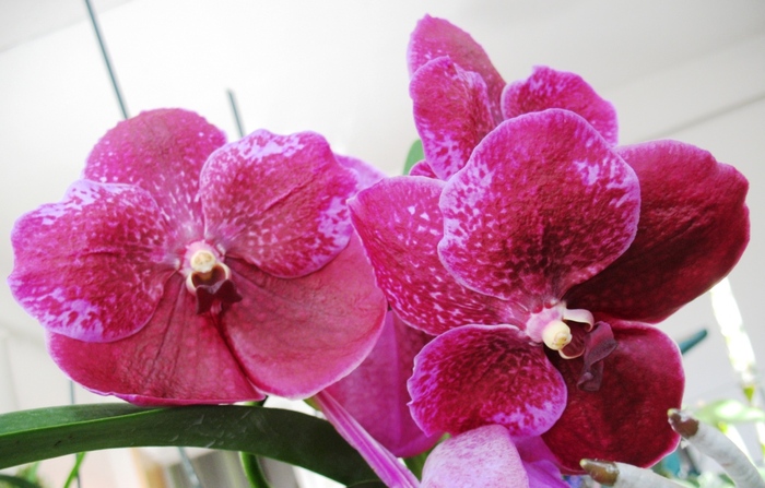 Vanda - Orhidee