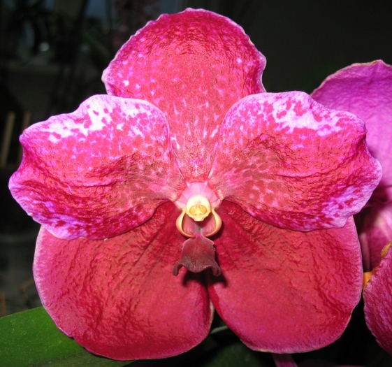 Vanda-1 - Orhidee