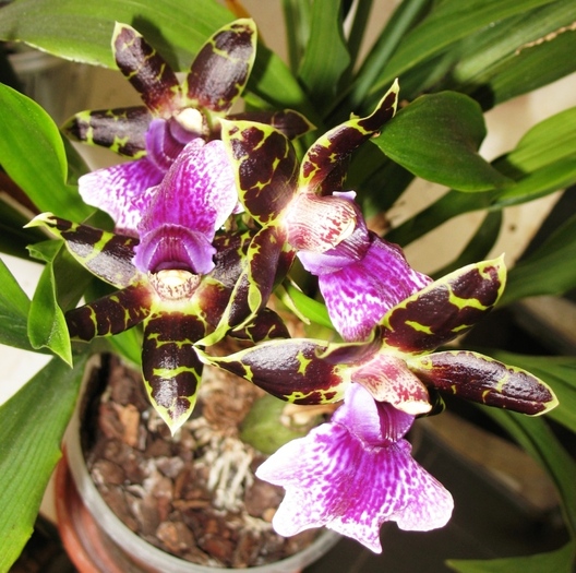 Zygopetalum - Orhidee