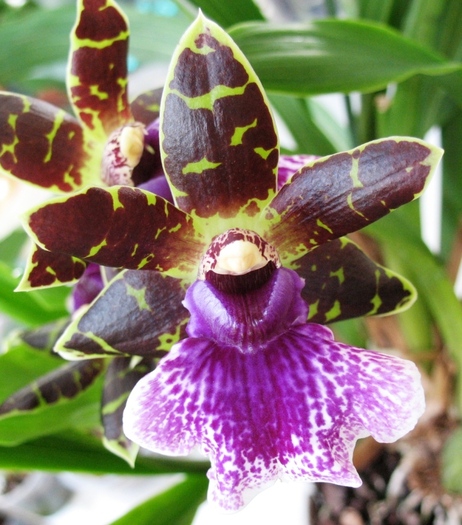 Zygopetalum-1