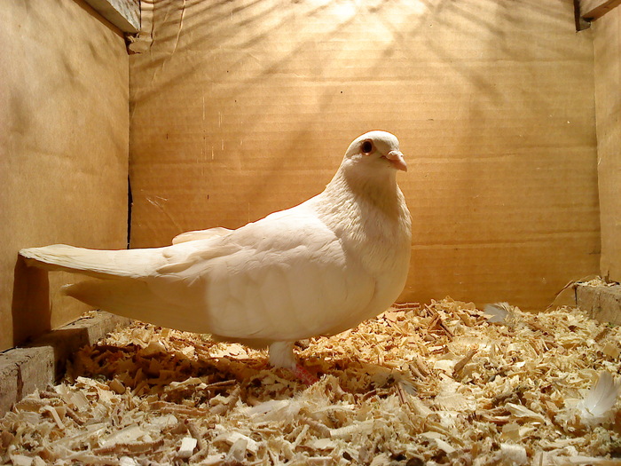 Dat in Cobadin la Osbai - D- Porumbei JUCATORI DE GALATI VANDUTI Album 1